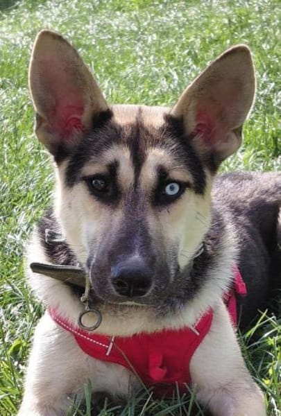 LEVI - ein ganz besonderer Hund