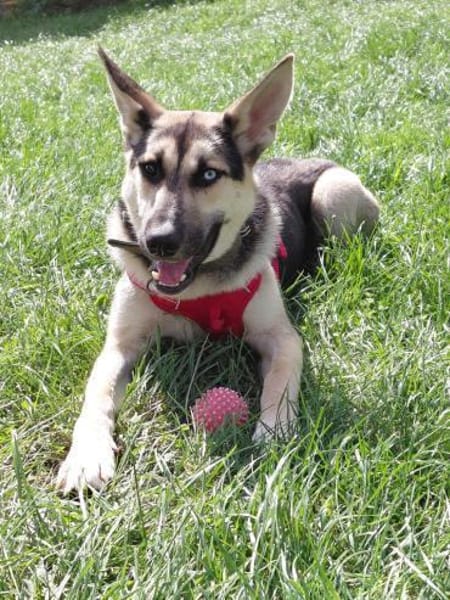 LEVI - ein ganz besonderer Hund