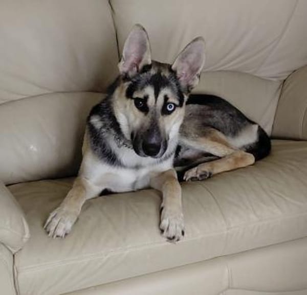 LEVI - ein ganz besonderer Hund