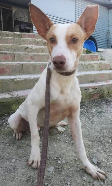 Newton, noch schüchtern