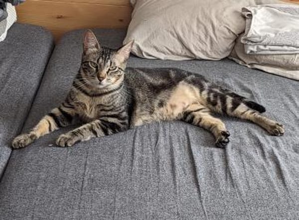 Galileo - auf samtigen Pfoten ins Herz