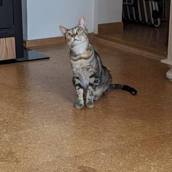 Galileo - auf samtigen Pfoten ins Herz