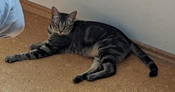 Galileo - auf samtigen Pfoten ins Herz