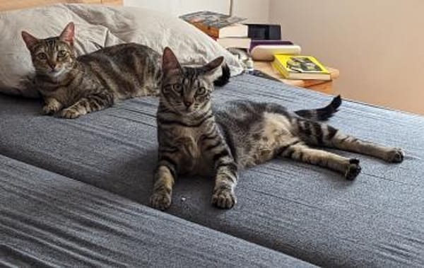 Galileo - auf samtigen Pfoten ins Herz