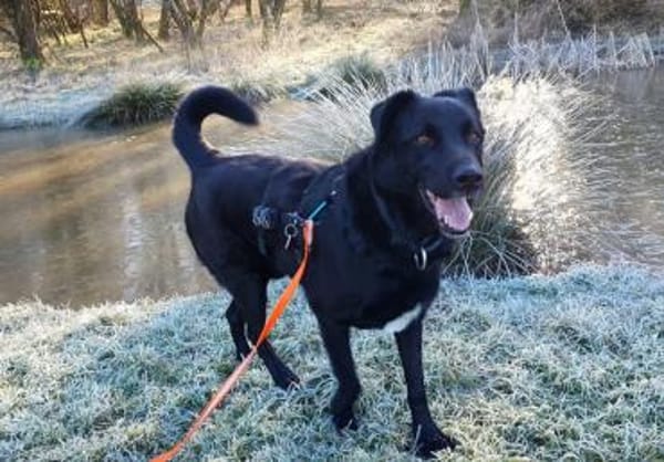 Monty, Lakritznase sucht ♥