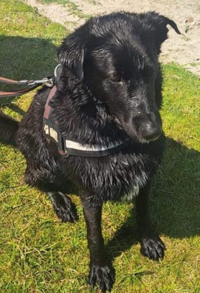 Monty, Lakritznase sucht ♥