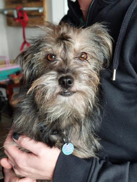 Finchen, eine sanfte, zarte Seele sucht