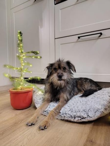 Finchen, eine sanfte, zarte Seele sucht