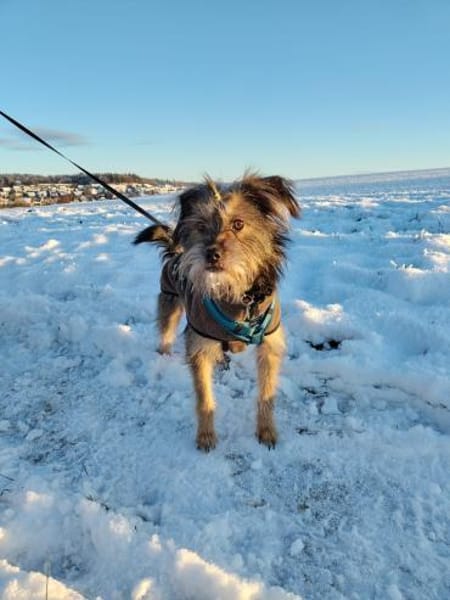 Finchen, eine sanfte, zarte Seele sucht