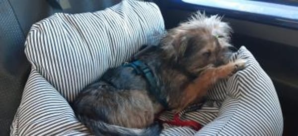 Finchen, eine sanfte, zarte Seele sucht