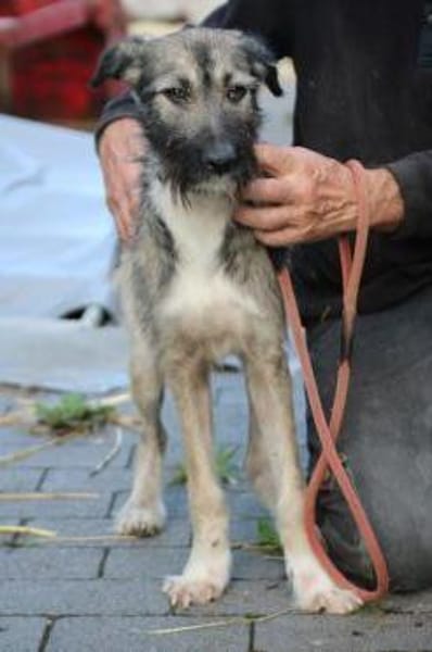 Melody - goldige Junghündin