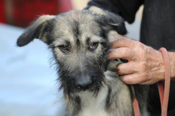 Melody - goldige Junghündin