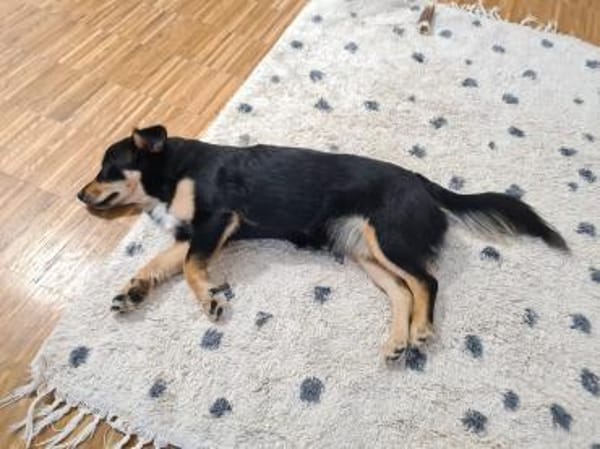 BAJA - ich liebe Bewegung