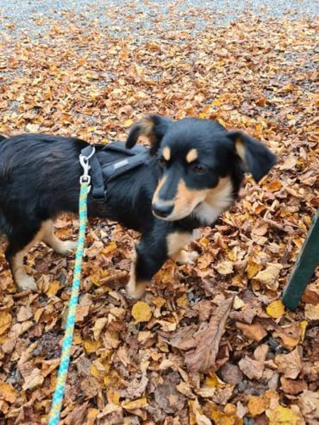 BAJA - ich liebe Bewegung