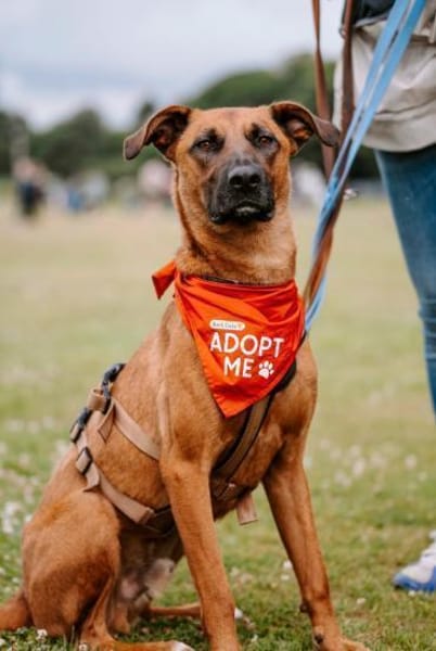 Rüde Moritz sucht aktives Zuhause