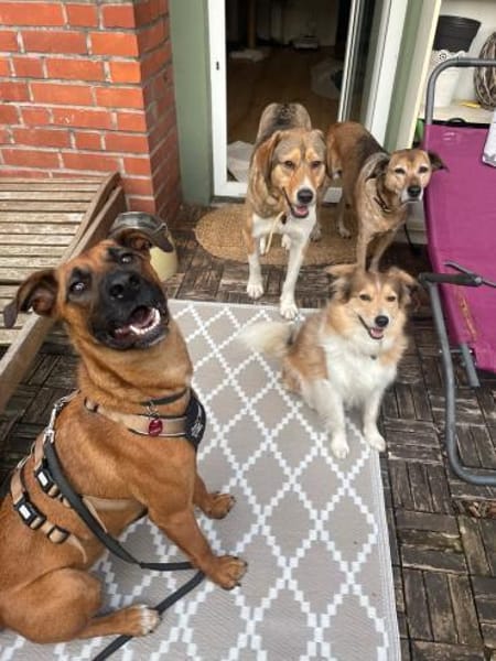 Rüde Moritz sucht aktives Zuhause