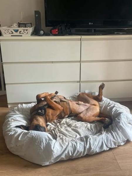 Rüde Moritz sucht aktives Zuhause