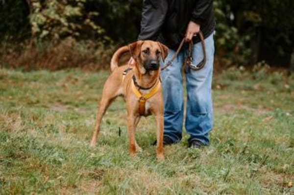 Pete-Junghund sucht sein erstes Zuhause