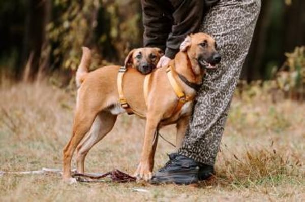 Pete-Junghund sucht sein erstes Zuhause