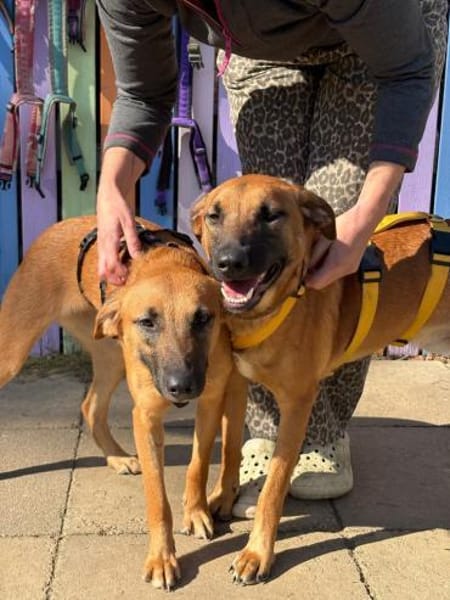 Pete-Junghund sucht sein erstes Zuhause