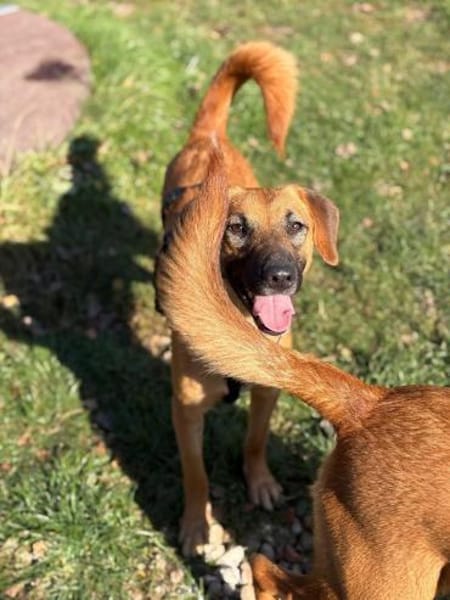 Pete-Junghund sucht sein erstes Zuhause