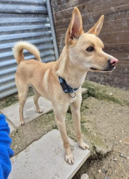 Nico, bezaubernd, ruhig, sehr verschmust