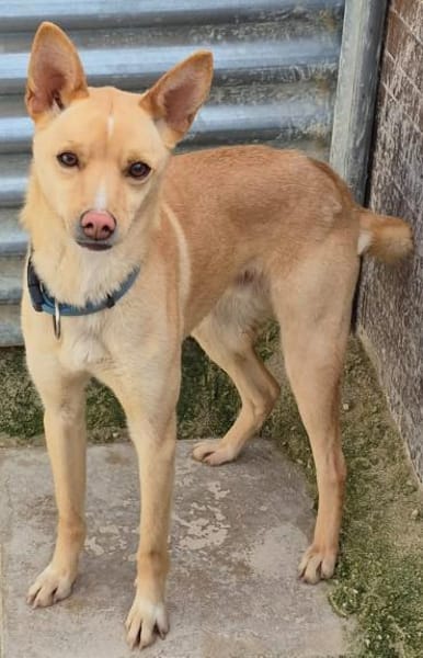 Nico, bezaubernd, ruhig, sehr verschmust