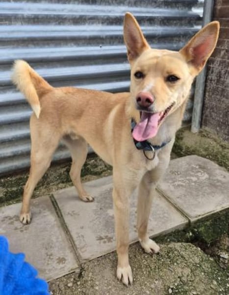 Nico, bezaubernd, ruhig, sehr verschmust