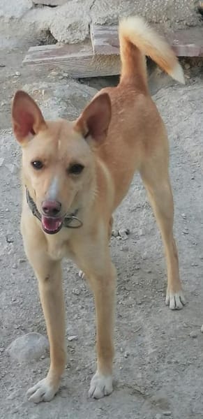 Nico, bezaubernd, ruhig, sehr verschmust