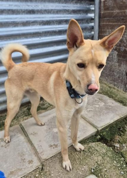 Nico, bezaubernd, ruhig, sehr verschmust