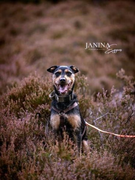 Frodo träumt von einem eigenen Zuhause