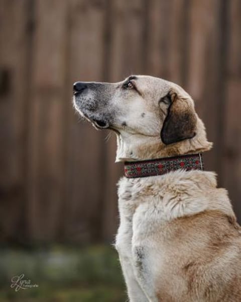 Samanta sucht ihr endgültiges Zuhause