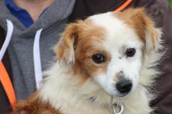 Jamilo - sehr zutraulich u. lieb