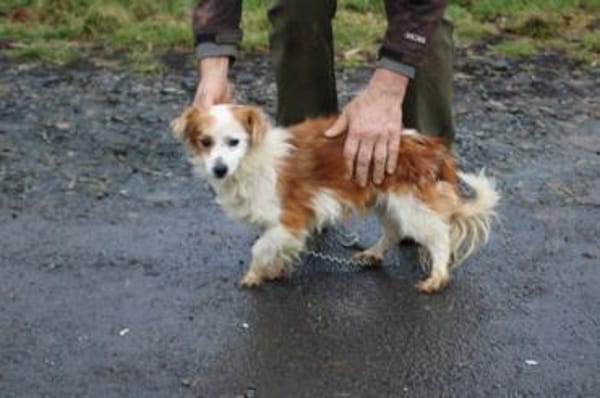 Jamilo - sehr zutraulich u. lieb