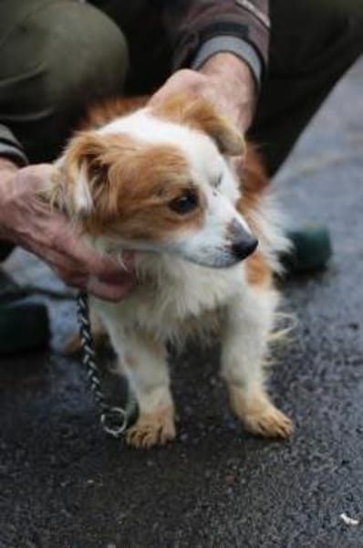 Jamilo - sehr zutraulich u. lieb