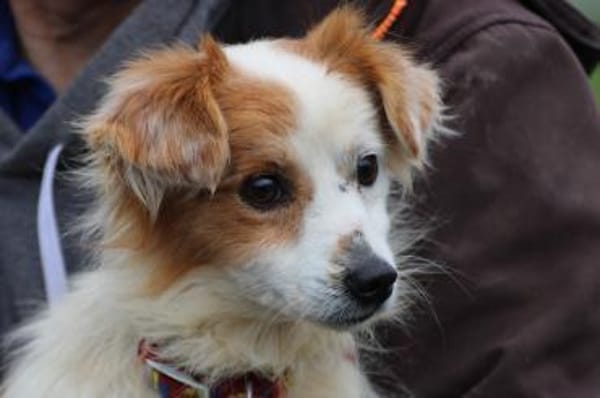 Jamilo - sehr zutraulich u. lieb