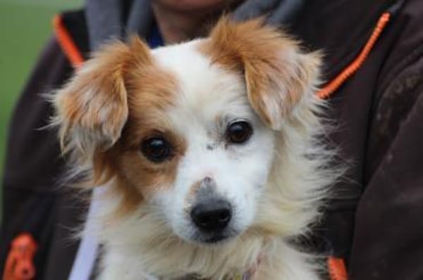 Jamilo - sehr zutraulich u. lieb