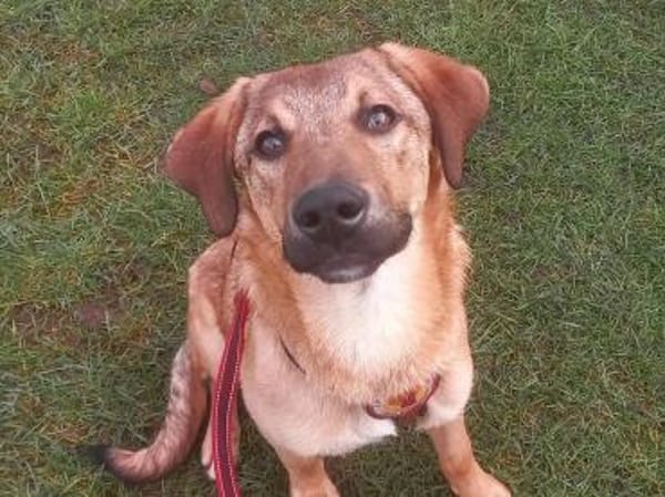 Baikal - neugieriger Hundebub