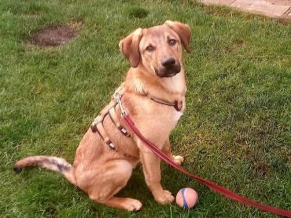 Baikal - neugieriger Hundebub