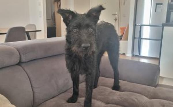 Hat sich Pineta in dein Herz geschlichen