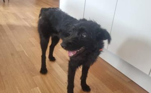 Hat sich Pineta in dein Herz geschlichen