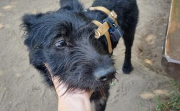 Hat sich Pineta in dein Herz geschlichen