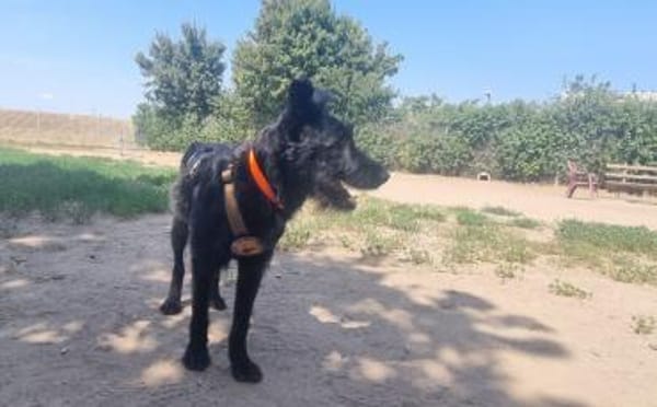 Hat sich Pineta in dein Herz geschlichen