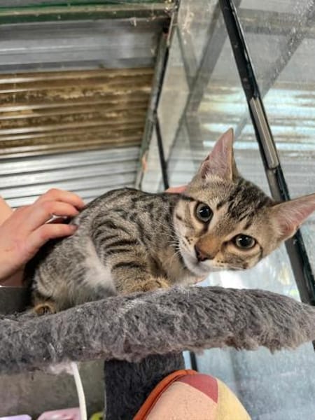 Charly sucht seinen Dosenöffner