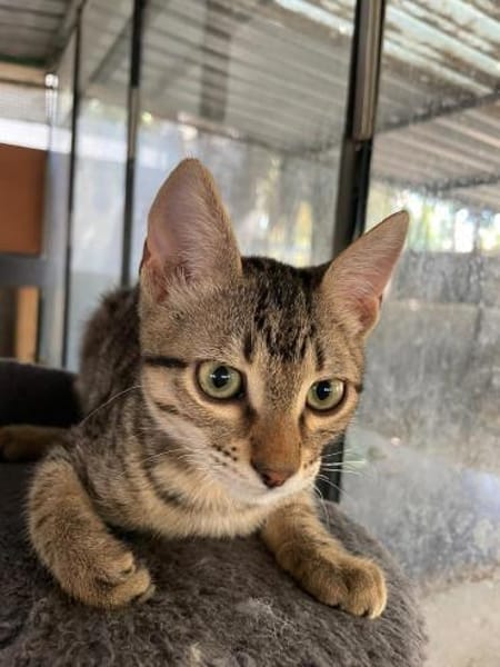 Charly sucht seinen Dosenöffner