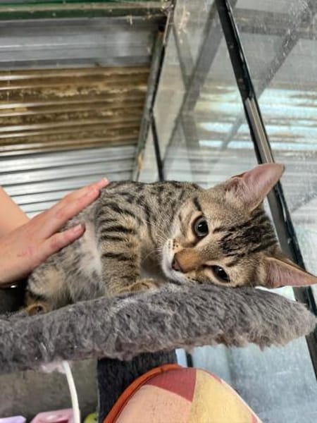 Charly sucht seinen Dosenöffner