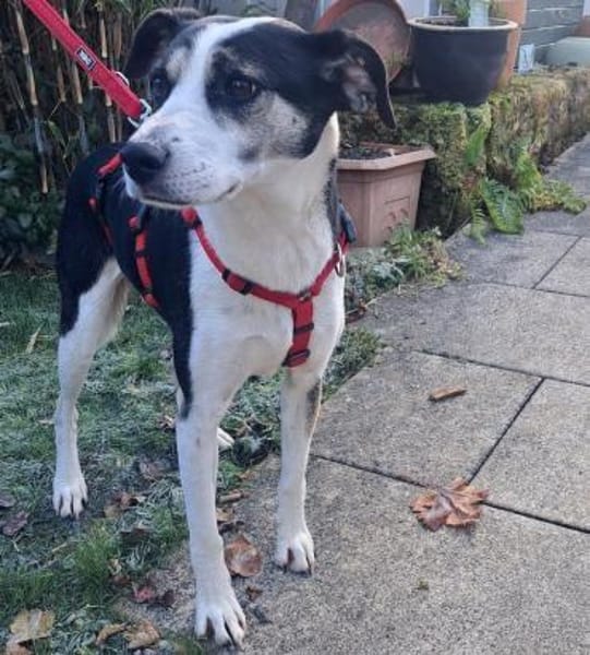 Frodo - Verschmuster Rüde auf PS in BW