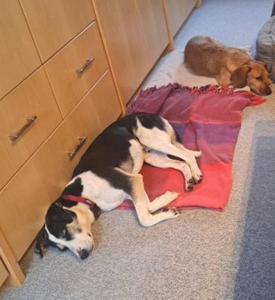 Frodo - Verschmuster Rüde auf PS in BW