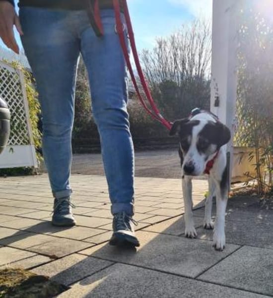 Frodo - Verschmuster Rüde auf PS in BW