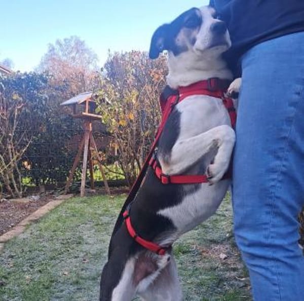 Frodo - Verschmuster Rüde auf PS in BW